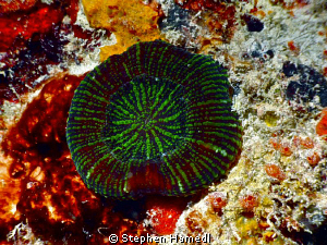 Deep water Atlantic Scolymia coral by Stephen Hamedl 